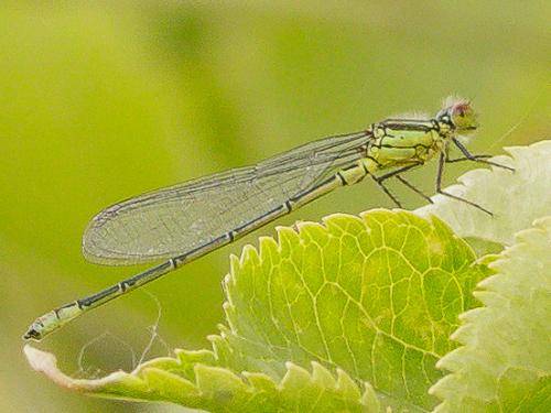 Erythromma viridulum